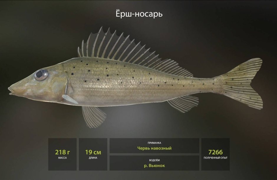 Черноморская скорпена-ёрш