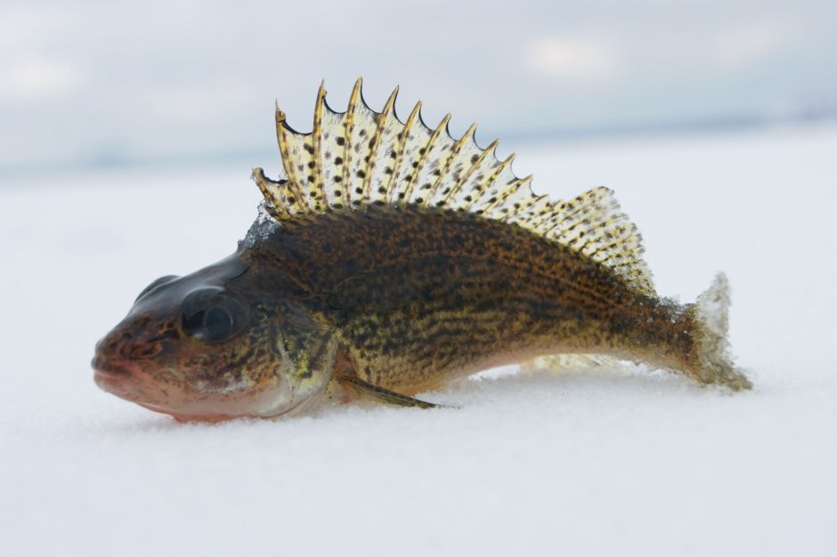 Морской Ерш скорпена
