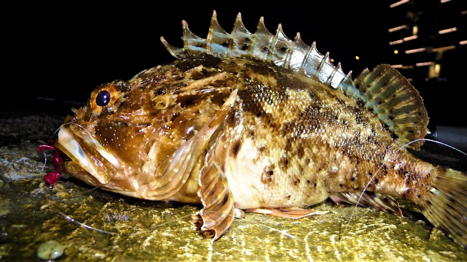 Морской Ерш скорпена