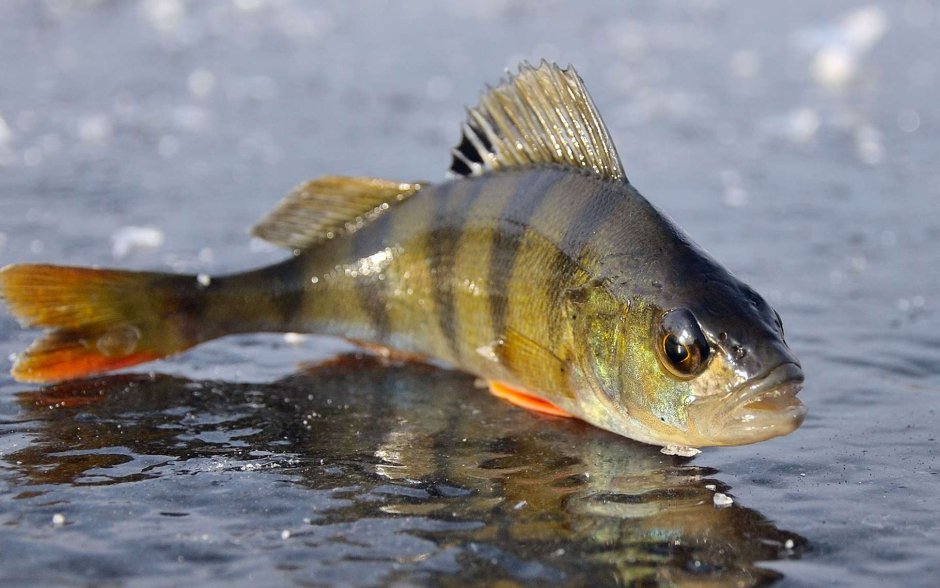 Рыба щука Esox Lucius