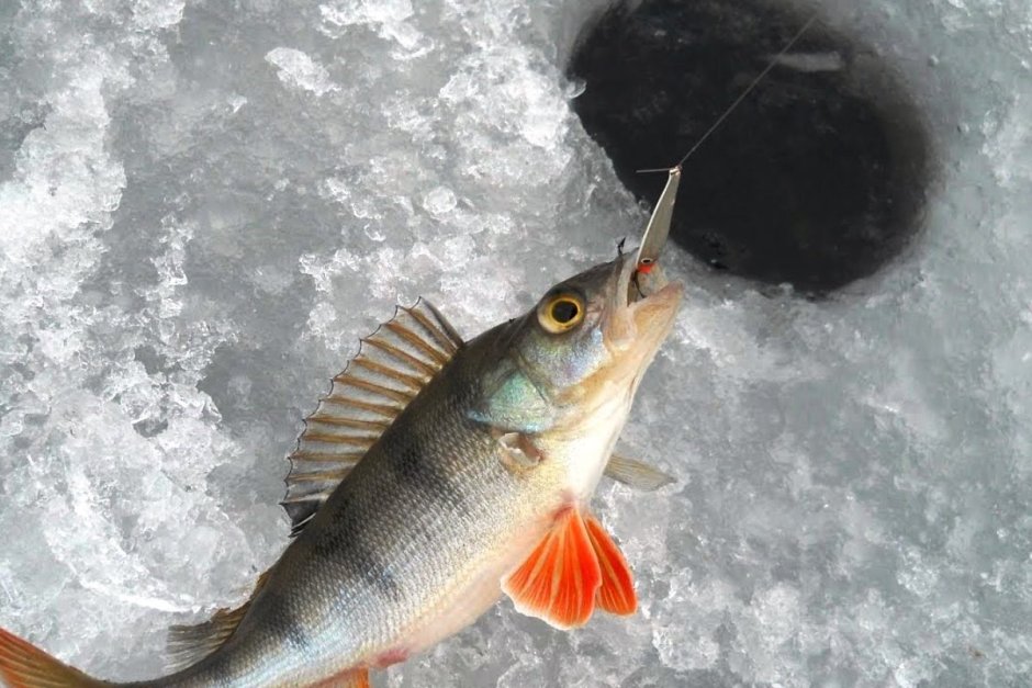 Лещ – Abramis brama