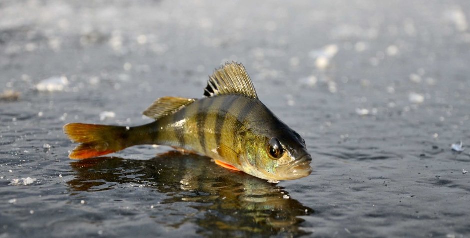 Tomelleri Darter