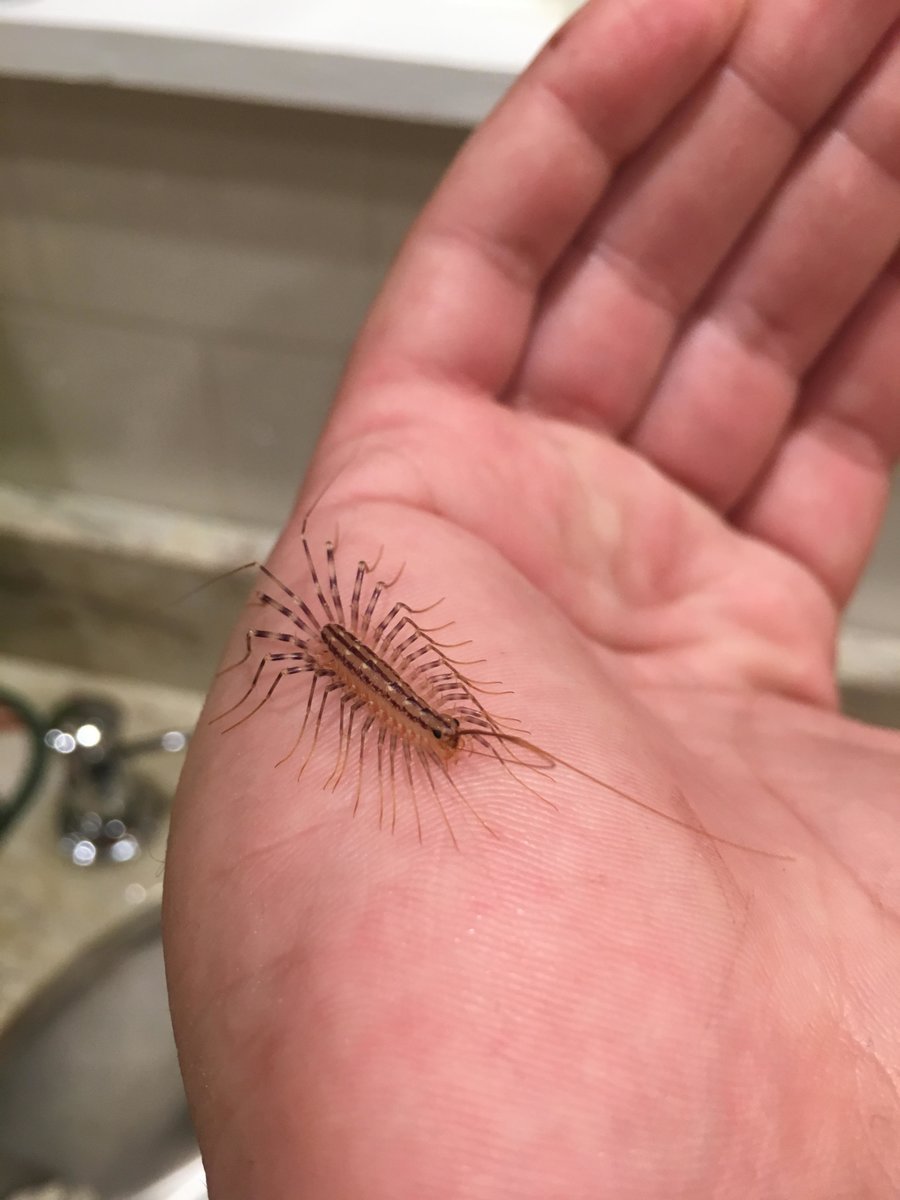 Скутигера Клеопатра