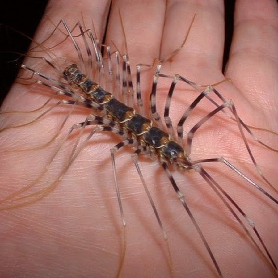 Личинка Scutigera coleoptrata