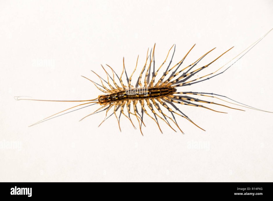 Хищное насекомое на белом фоне