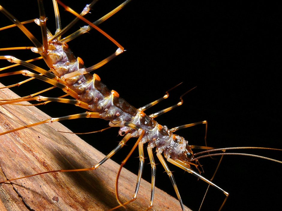 Scutigeromorpha Centipede