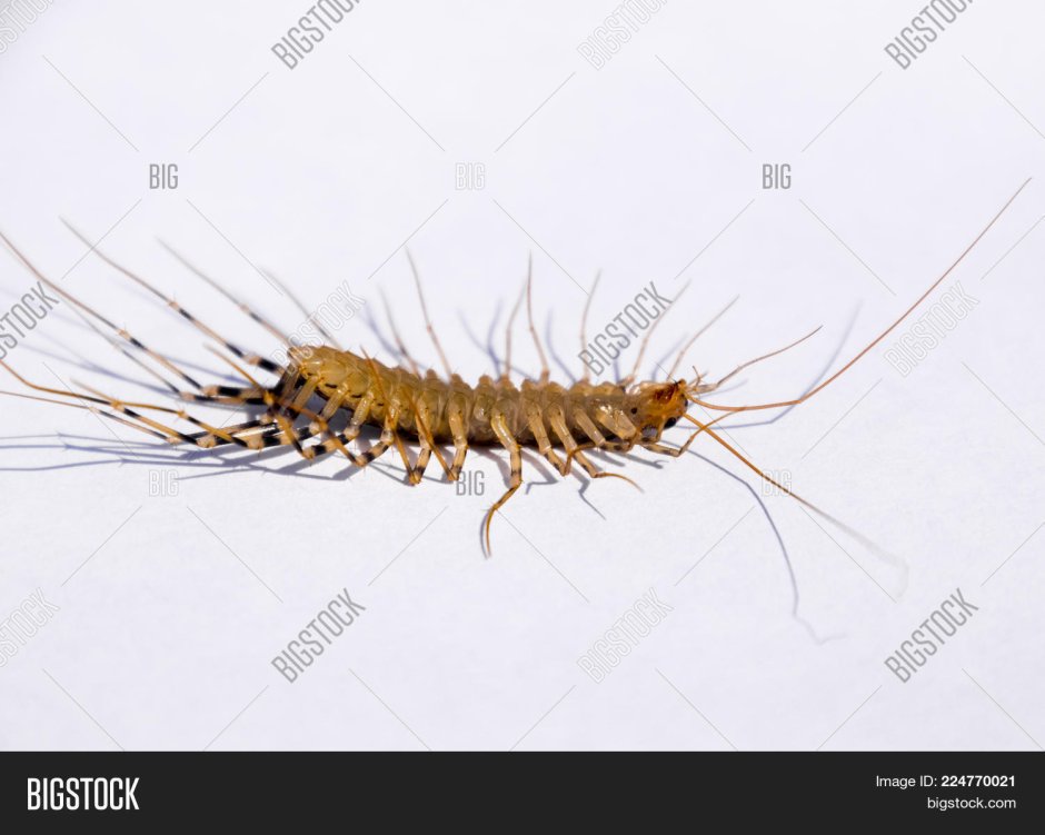 Сороконожка мухоловка белая