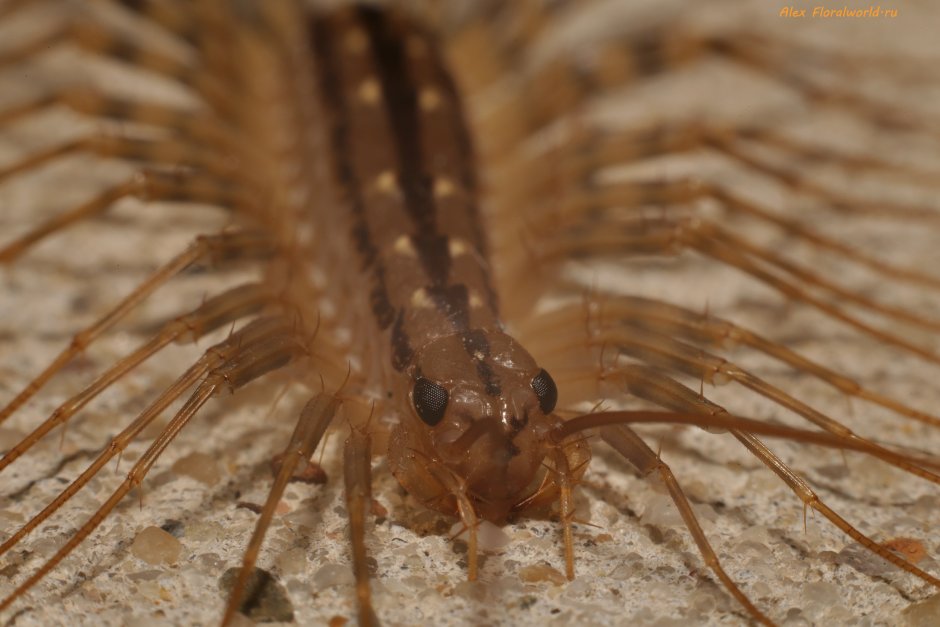 Мухоловка короед