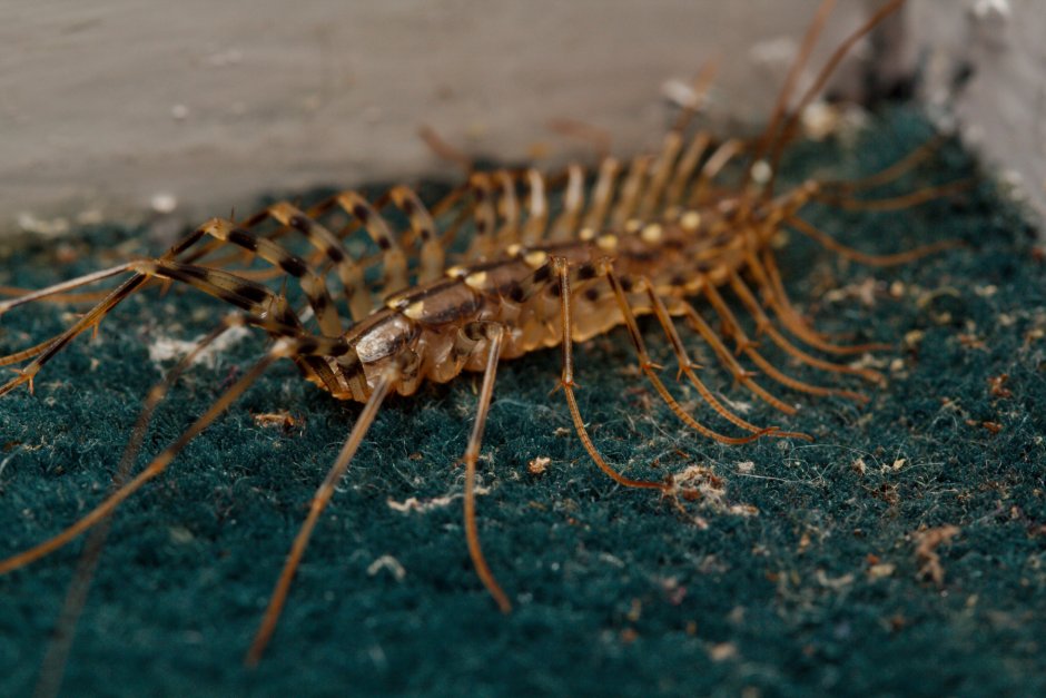 Scutigera coleoptrata