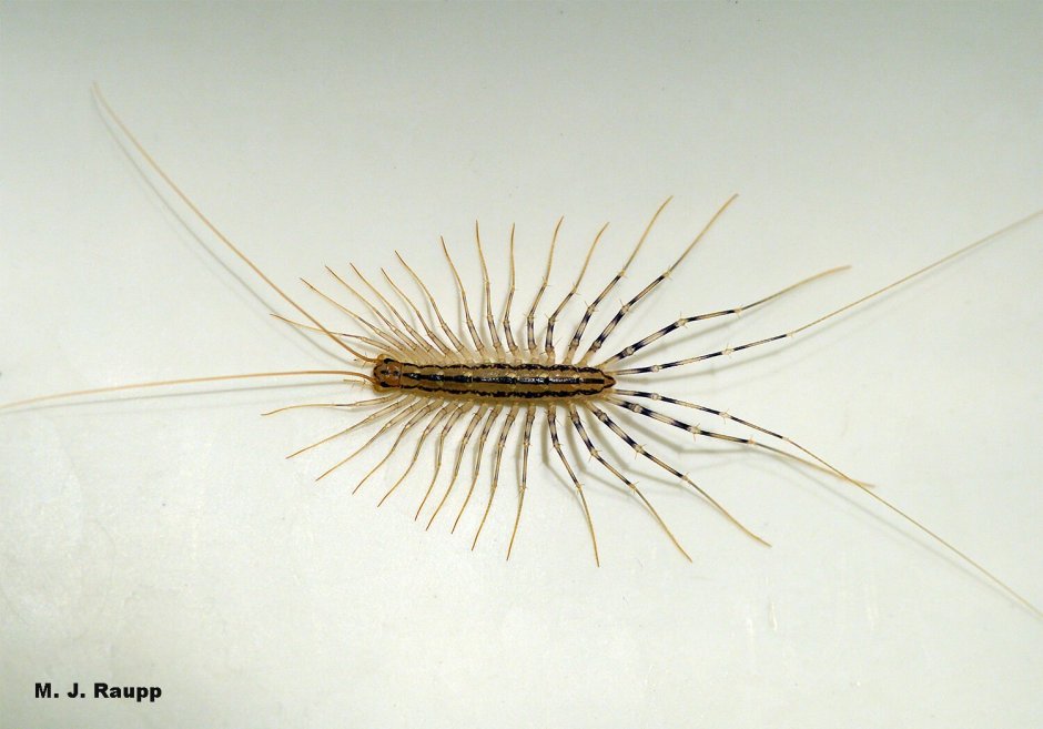 Scutigera coleoptrata на фоне линейки