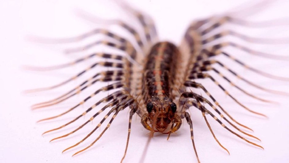 Скутигера-мухоловка укус