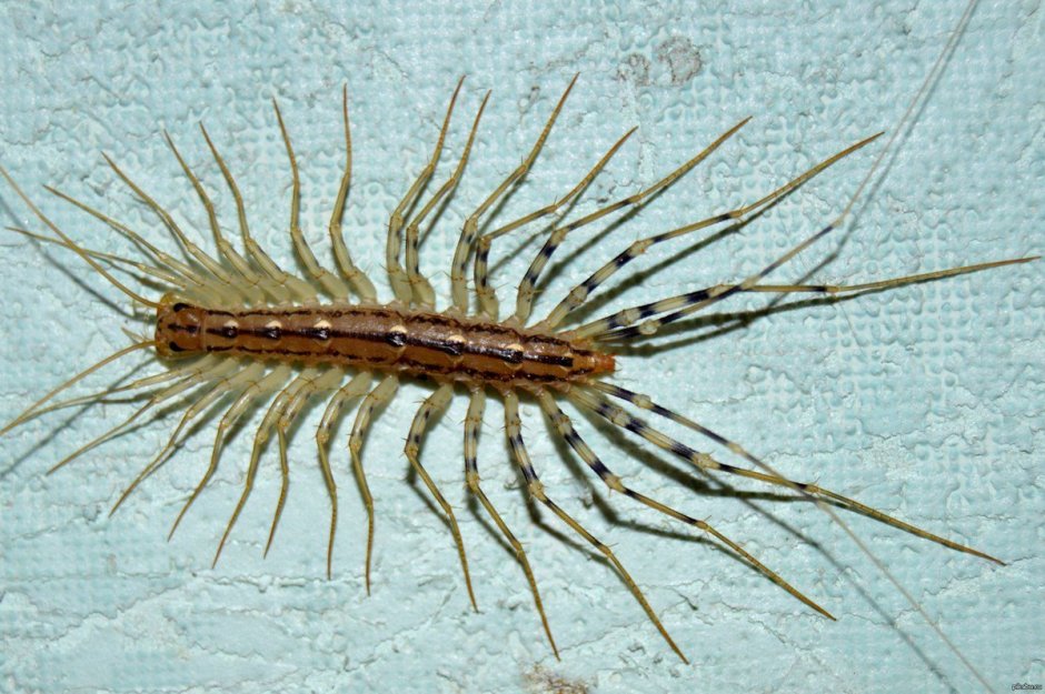 Мухоловка насекомое огромная