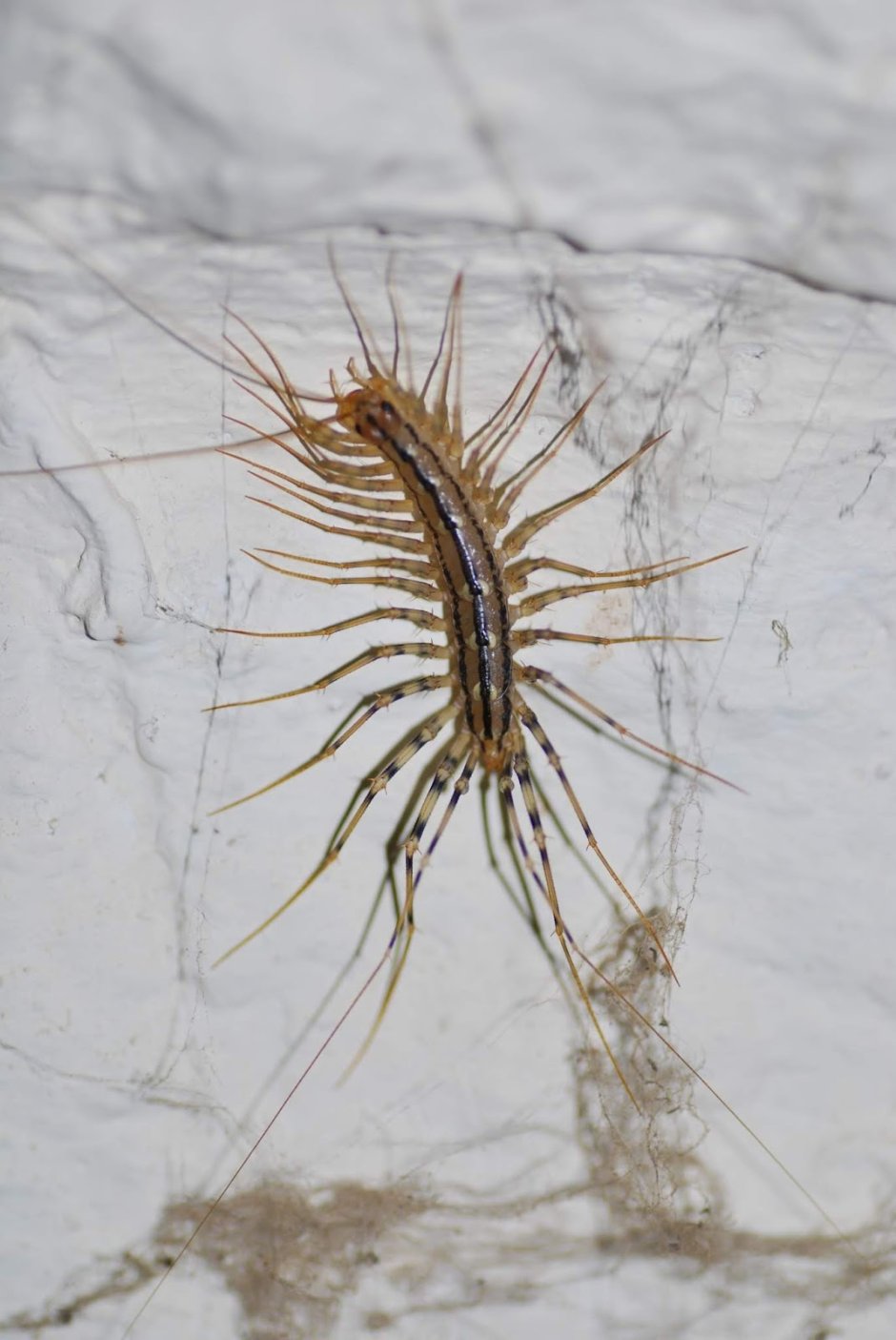 Чешуйница мухоловка