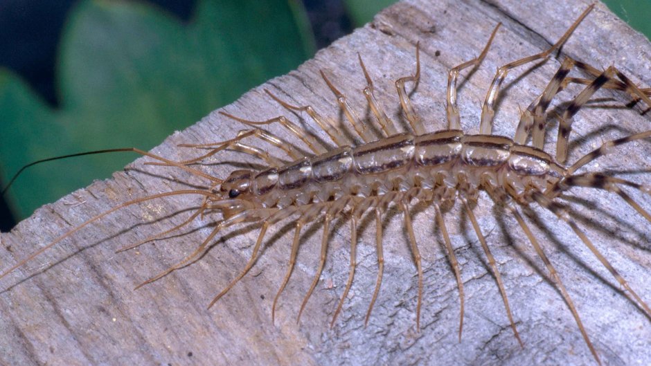 Мухоловка насекомое