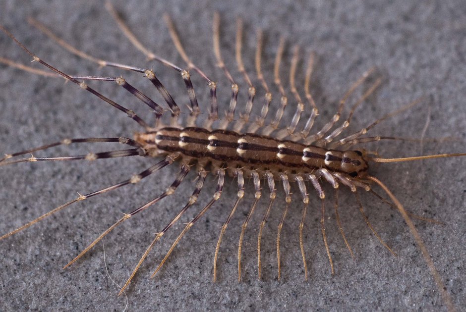 Крымская многоножка мухоловка