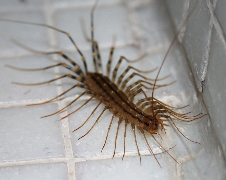 Scutigera coleoptrata спаривание