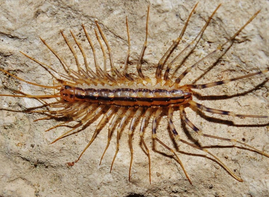 Крымская многоножка мухоловка