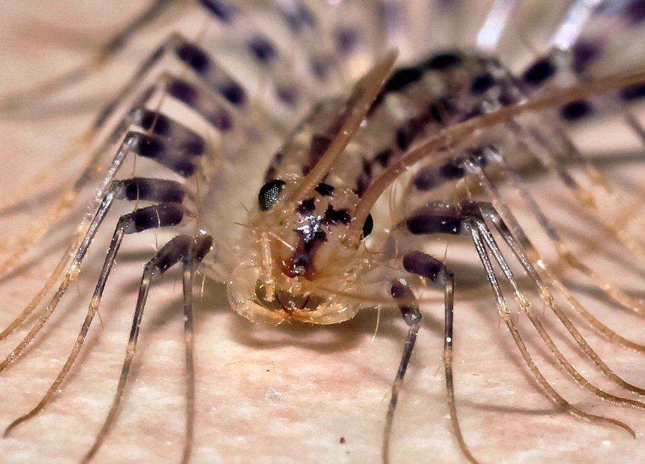 Скутигера Клеопатра