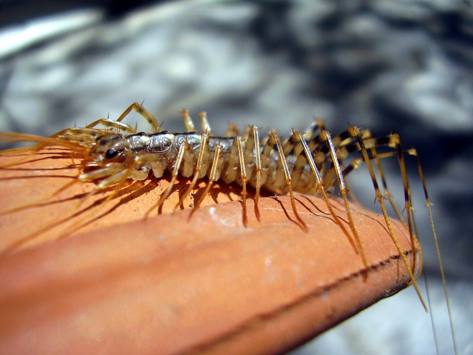 Паукообразная длинноножка