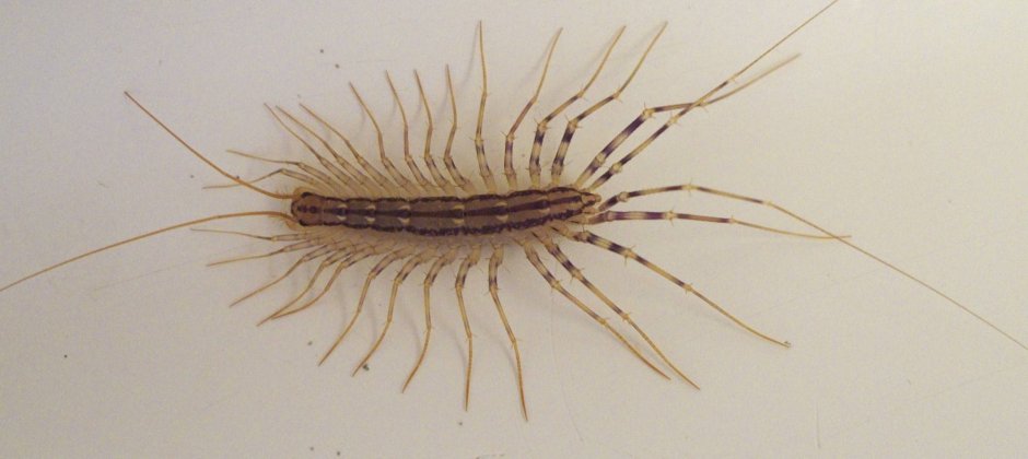 Сколопендра обыкновенная мухоловка