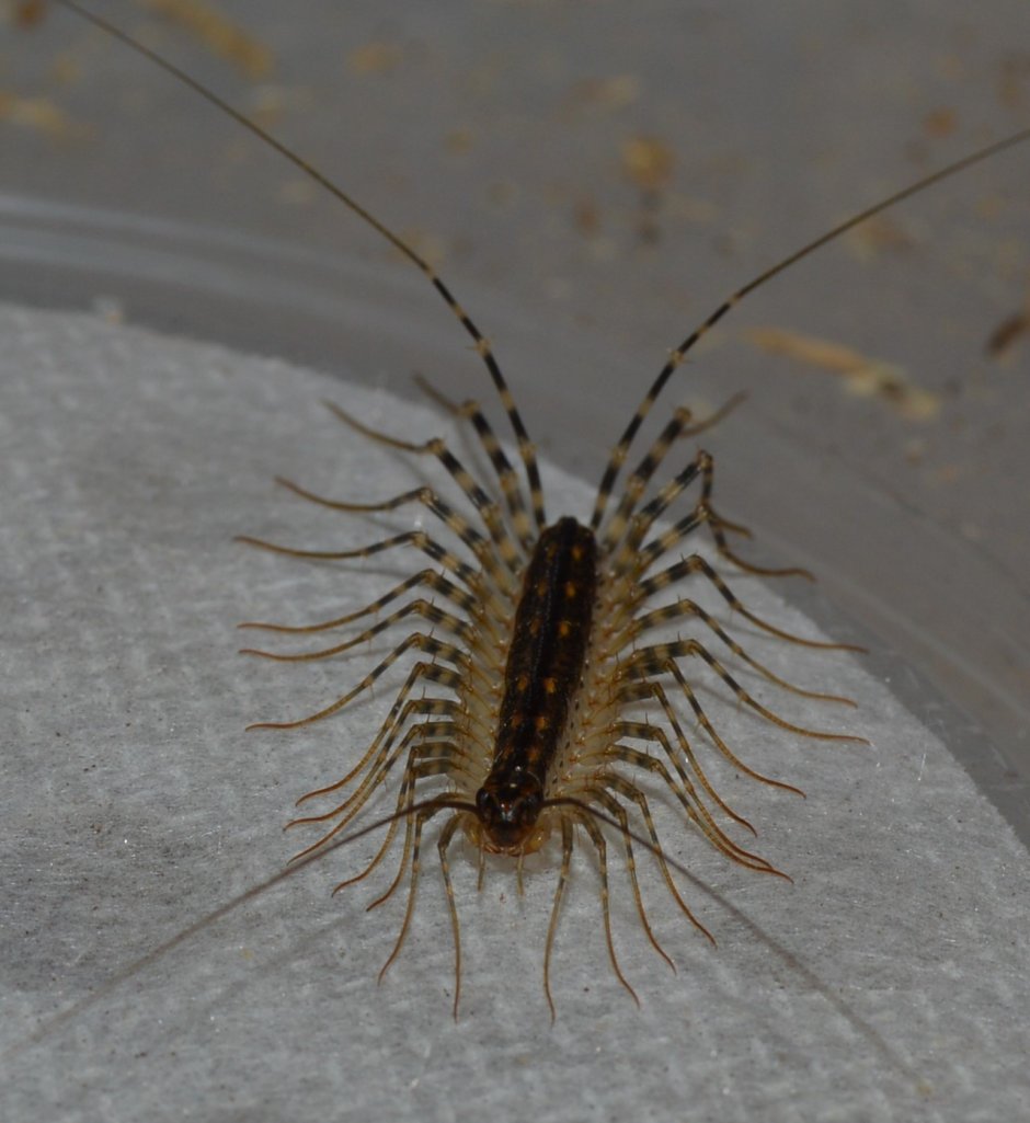 Сороконожка мухоловка обыкновенная