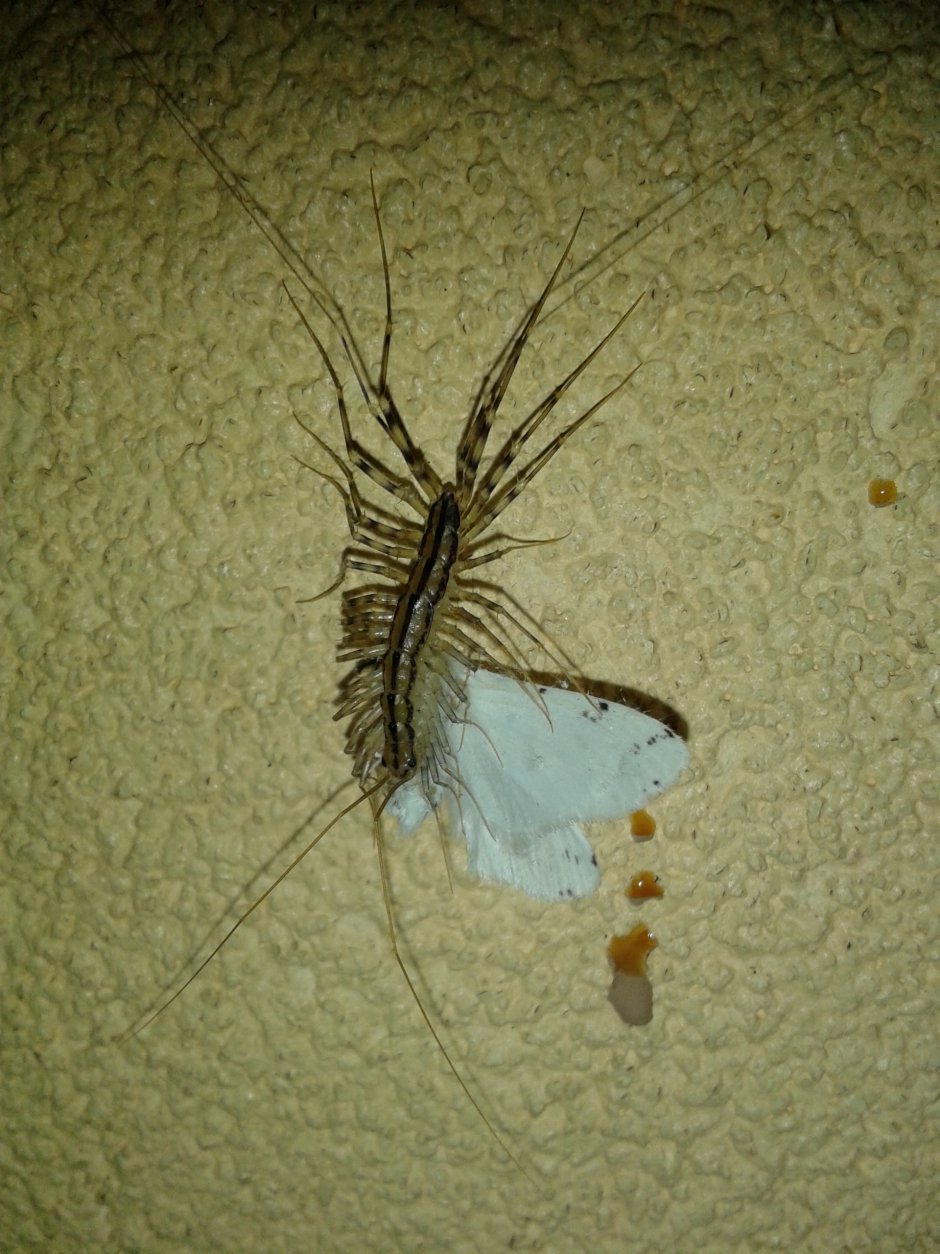 Скутигера колеоптрата