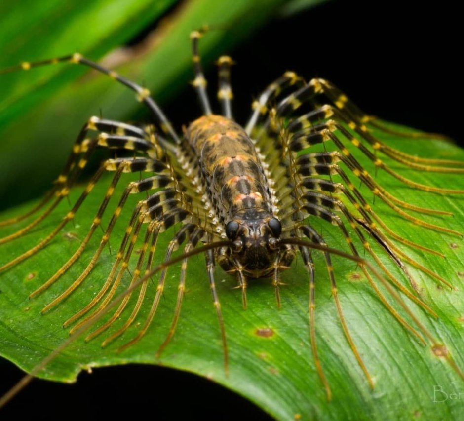 Многоножка мухоловка