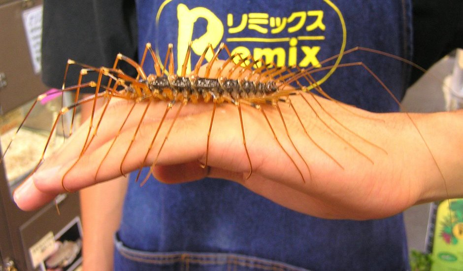 Обыкновенная мухоловка