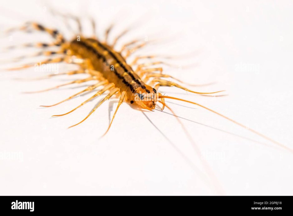 Скутигера Клеопатра