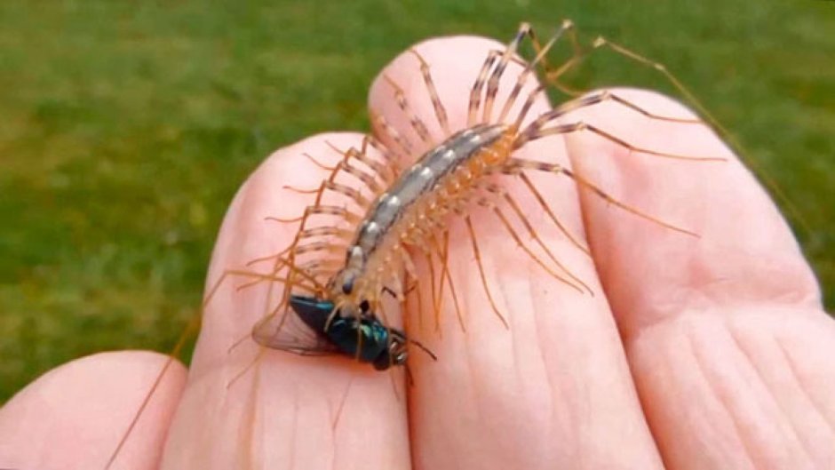 Мокрица насекомое сороконожка