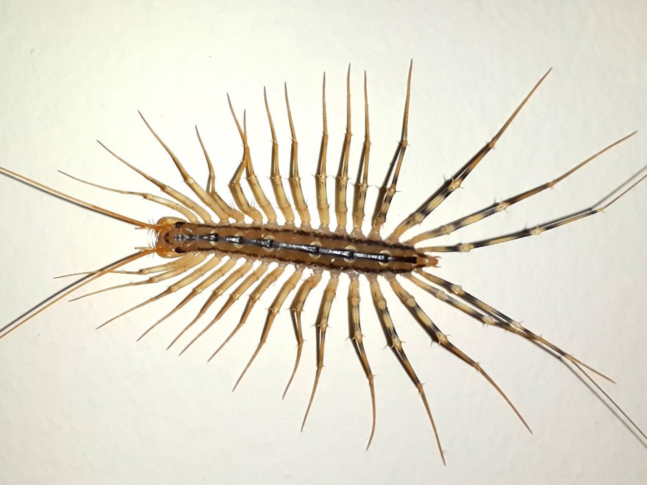 Двухвостка многоножка