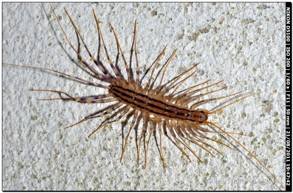 Мухоловка Жук