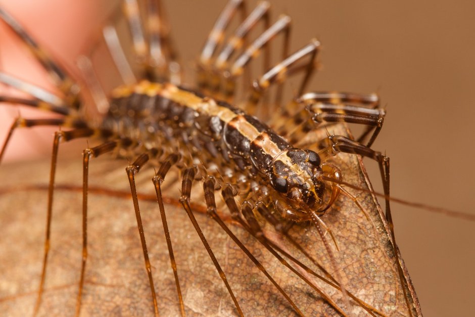 Мокрица многоножка