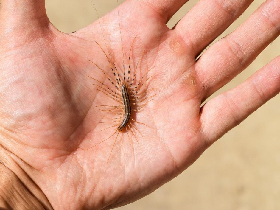 Сороконожка желтая с черными пятнами