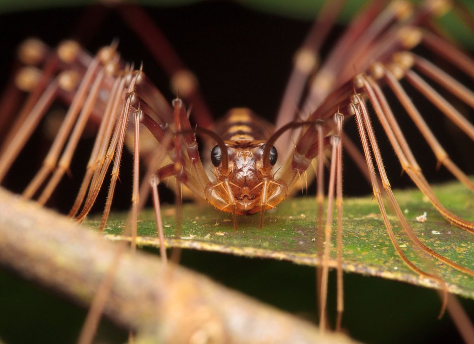 Scutigera coleoptrata стадии роста