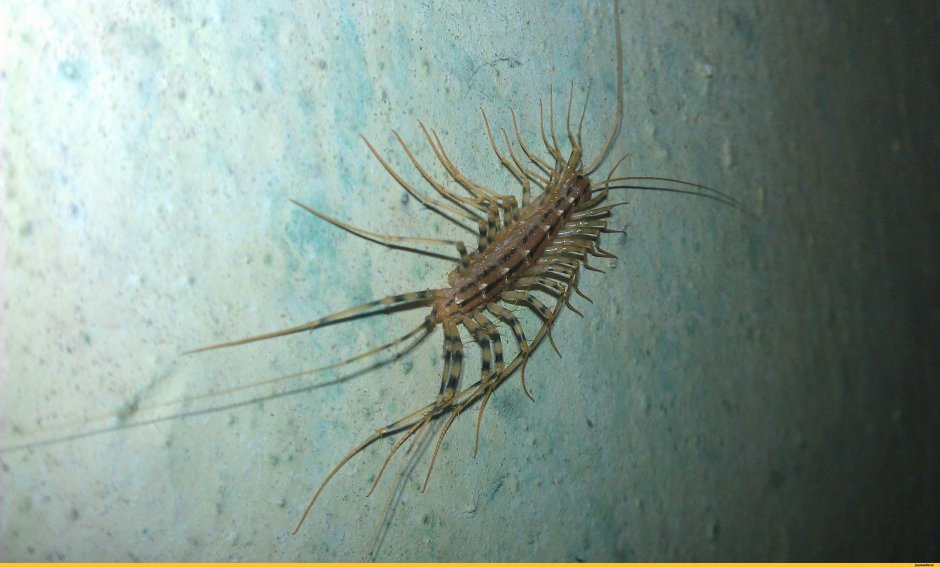 Мокрица насекомое сороконожка