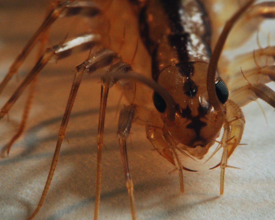 Скутигера Клеопатра