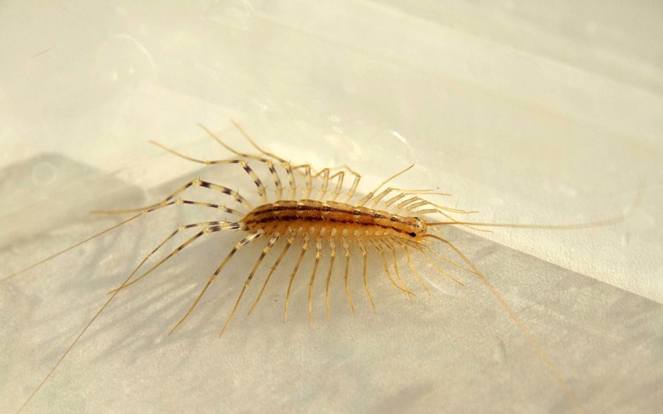 Обыкновенная мухоловка многоножка