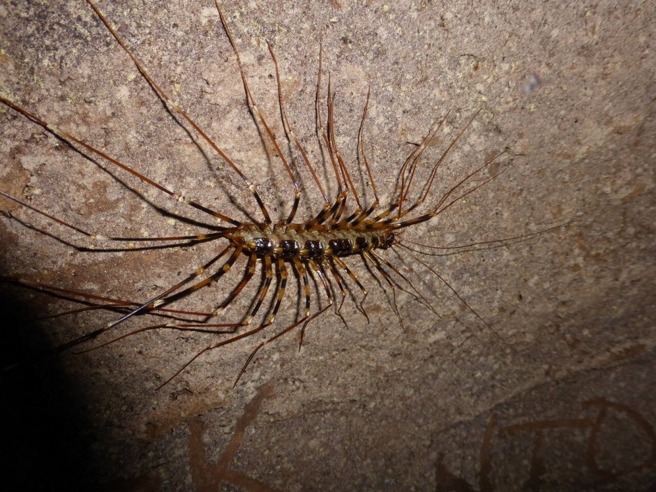 Сороконожка сколопендра мухоловка