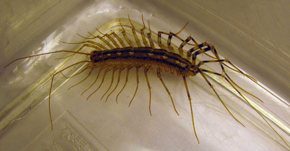 Scutigera coleoptrata на фоне линейки