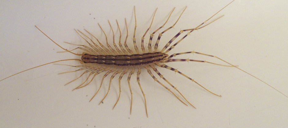 Сороконожка мухоловка