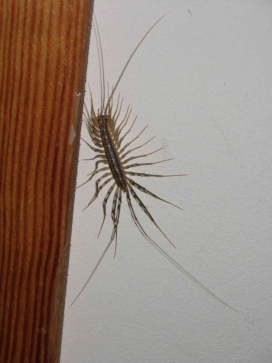 Мухоловка Жук