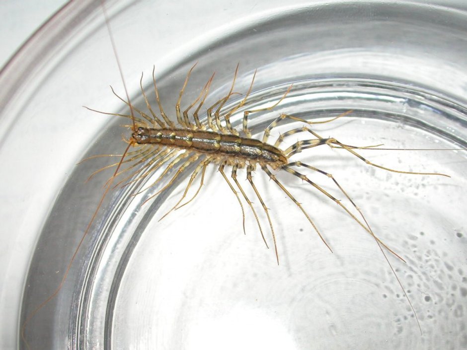 Крымская многоножка мухоловка