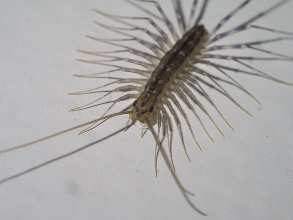 Мухоловка Scutigera coleoptrata Макроклуб