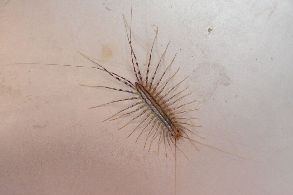 Сороконожка сколопендра мухоловка