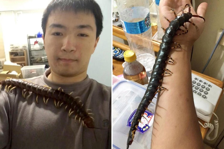 Мухоловка домашняя сколопендра