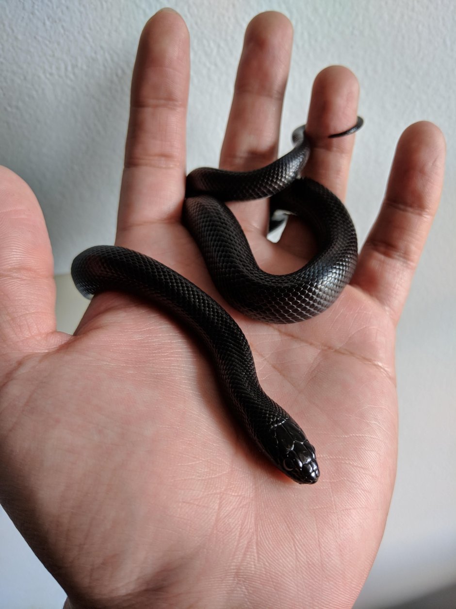 Королевская змея нигрита