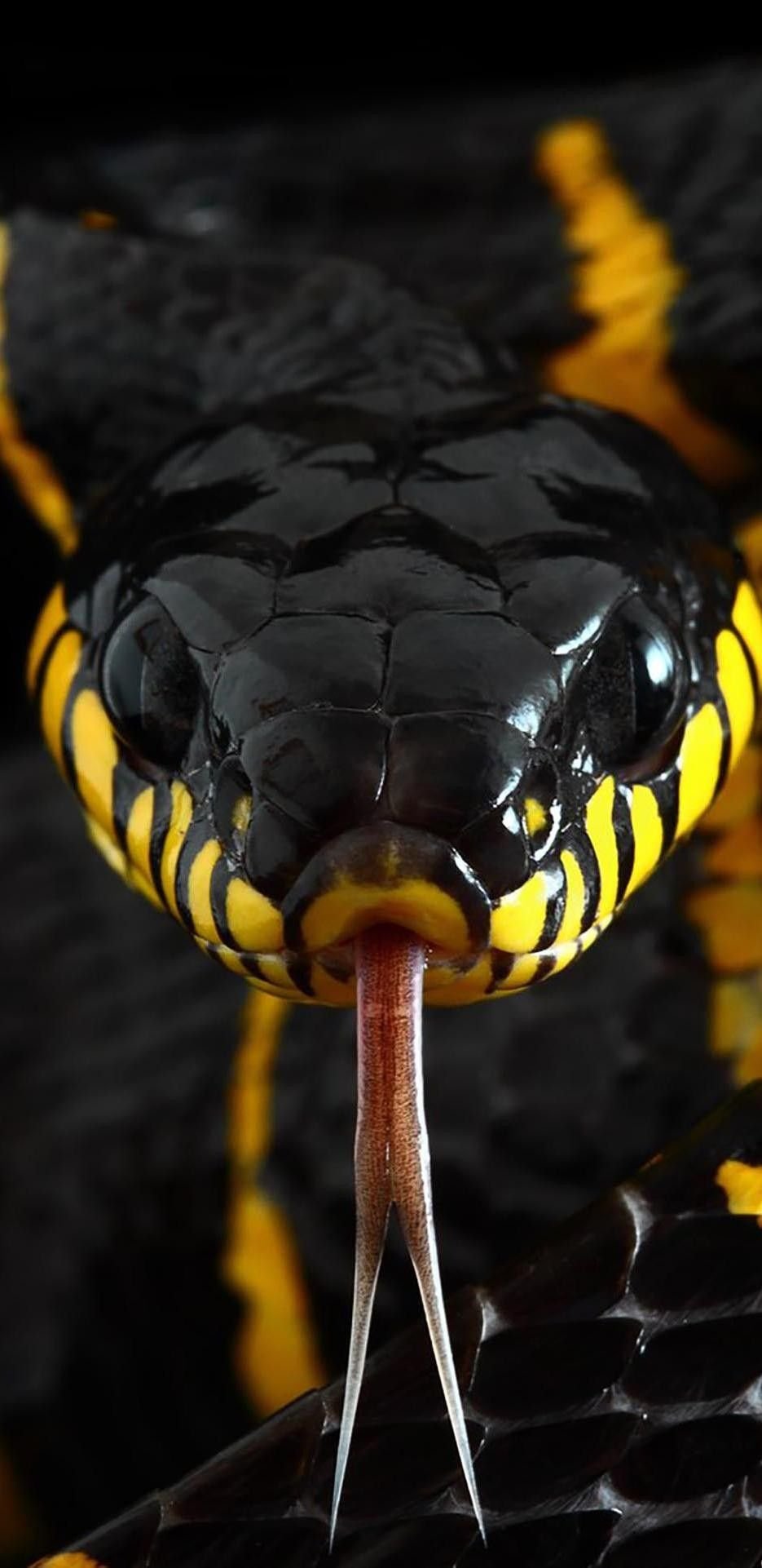 Ленточный Крайт змея