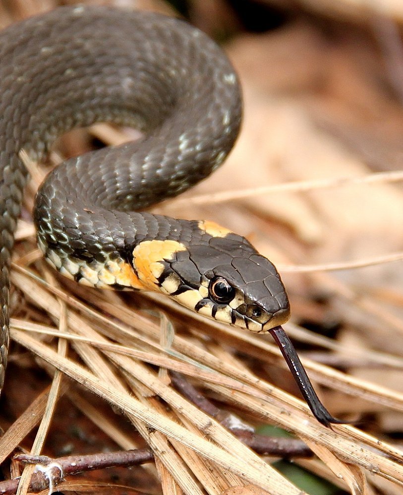 Желто черный питон