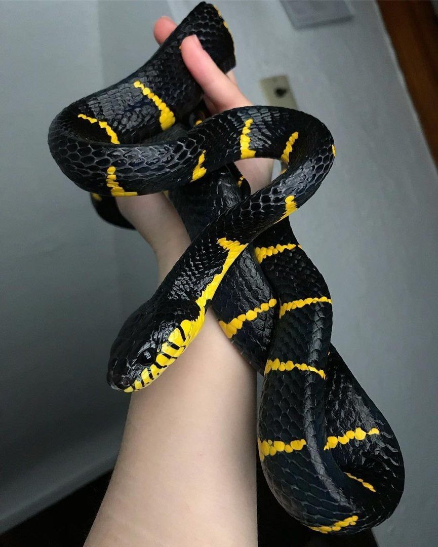 Черно желтая змея